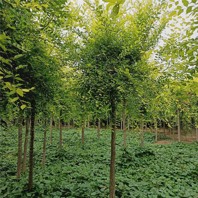 金叶榆 山东苗木种植的黄金选择