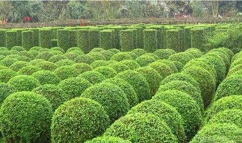 地产园林动荡下的绿化苗木行业 前景不容乐观