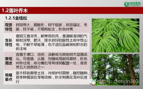 绿城集团园林软景苗木图谱 精选苗木解析与配置指南