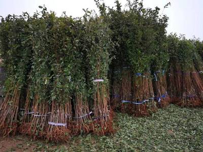 山东1公分恐龙蛋李子苗木基地遭洗劫，新疆恐龙蛋杏李引爆市场热潮