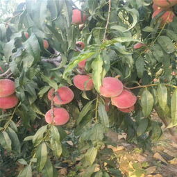 平南黄菊油桃树苗厂家专业苗木供应，助力农业种植发展