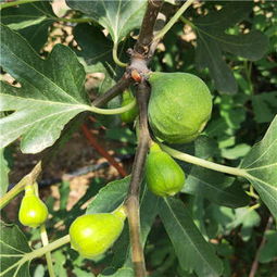 绿抗一号无花果树苗种植技术解析，鑫奥农业公司带您共创丰收梦