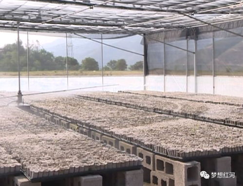 红河县工厂化育苗中心 年育300万株苗木的绿色引擎