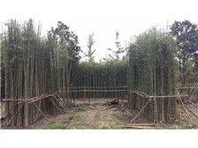 郴州市苏仙区宏达草皮苗木基地产品展示