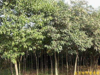 苗木 绿色产业的基础与未来