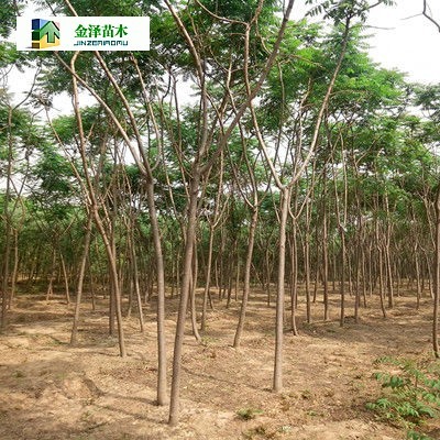 河北保定博野金泽绿化苗木基地 柳树报价与绿化苗木服务详解