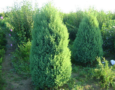 河北绿景苗木花卉基地 优质柳树与杨树苗木供应商