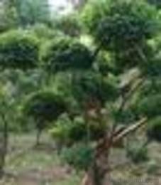 黄杨苗木市场供应全解析 批发渠道、价格趋势与采购指南