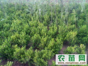 农苗网与渭永苗木 获取2年生高山黄杨苗木指导价、厂商信息及图片的一站式平台