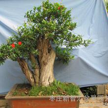 苗木 礼品工艺品与绿化景观中的自然艺术