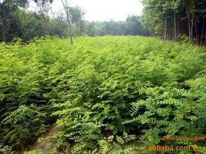 保定刺槐苗木批发 保定刺槐苗木基地批发– 保定刺槐苗木批发 保定刺槐苗木基地厂家– 保定刺槐苗木批发 保定刺槐苗木基地供应商