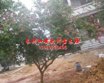 绿化苗木产品,苗木图片信息 239