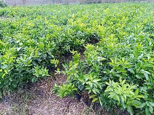 江南号价格 型号 图片