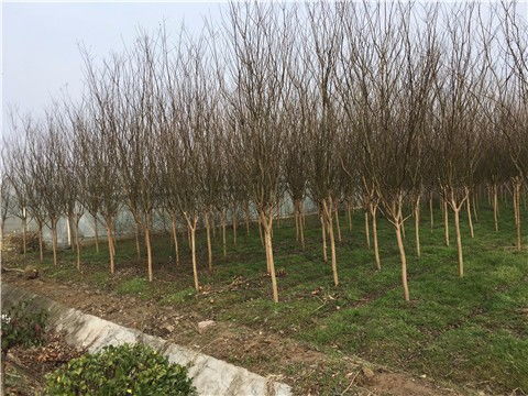 灵宝紫薇潢川苗木批发