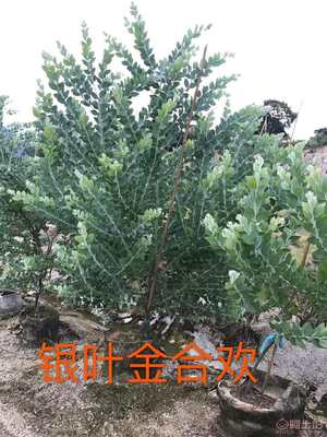 饲用苗木银合欢 质优价廉，绿化新选择