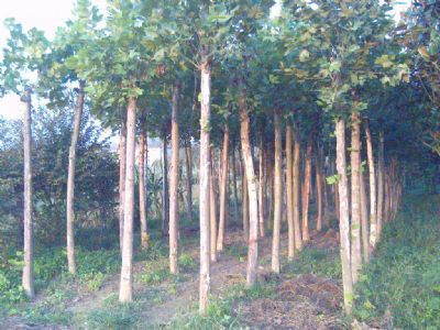 15公分法桐绿化苗木市场分析 价格、优势与基地直销指南