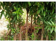 吴中区东山石井湾苗木场产品展示