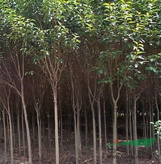 河南潢川 园林绿化苗木供应基地的优势与前景