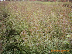 俞秋平绿化苗木产品列表