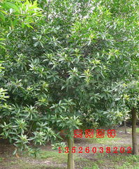 潢川苗木信息中心——优质杜英产品展示