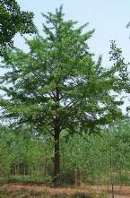 绿化苗木产品 417种苗木图片信息全览与选购指南