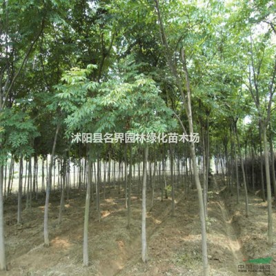 沭阳县广汉园林苗木场 专注苗木培育，扮靓绿色家园