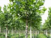 山东特色绿化苗木全览 法桐、速生白蜡与国槐的市场供应与种植优势