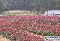 红叶石楠小苗及配套草坪苗木供应 品种优良，低价直销