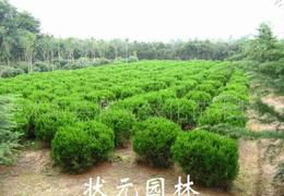 黄杨苗木采购指南 供应、批发、价格与优质渠道全解析