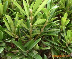 绿化苗木产品列表 第150页