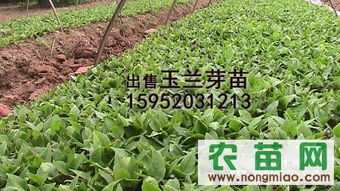 白玉兰种子与籽播苗预订指南——聚焦农苗网与南京顺丰苗圃